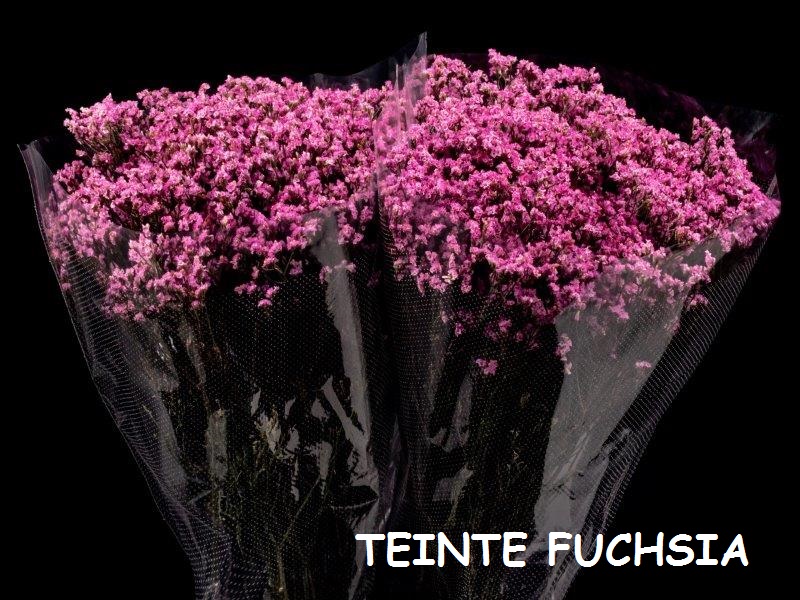 LIMONIUM FUCHSIA 50